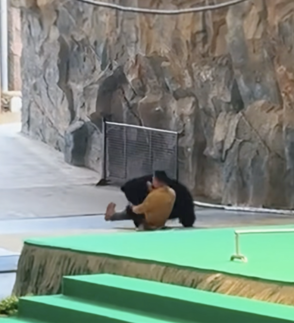 短期股票配资最简单三个技巧 杭州黑熊突袭驯养员续：官方称已取消黑熊表演，开展全面排查